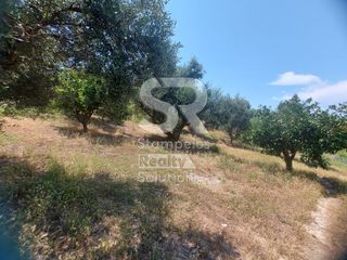 Αγροτεμάχια 9.000 τ.μ. για ενοικίαση, Αχαΐα, Παραλία-thumb-4