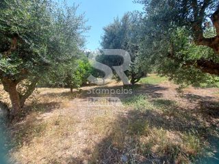 Αγροτεμάχια 9.000 τ.μ. για ενοικίαση, Αχαΐα, Παραλία-thumb-6