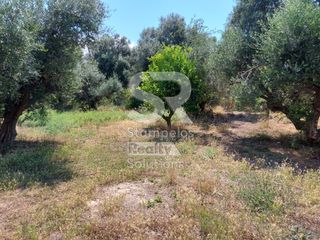 Αγροτεμάχια 9.000 τ.μ. για ενοικίαση, Αχαΐα, Παραλία-thumb-11