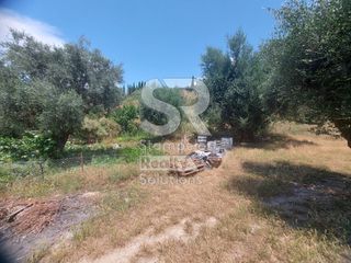 Αγροτεμάχια 9.000 τ.μ. για ενοικίαση, Αχαΐα, Παραλία-thumb-8