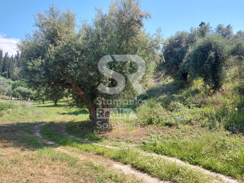 Parcel 9.000 sqm for rent, Achaia, Paralia