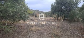 Αγροτεμάχια 3.106 τ.μ. προς πώληση, Μαριού-thumb-7