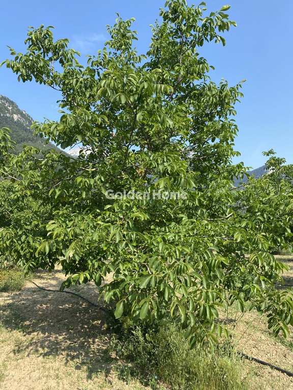 Αγροτεμάχια 17.000 τ.μ. προς πώληση, Πανόραμα Φενεού
