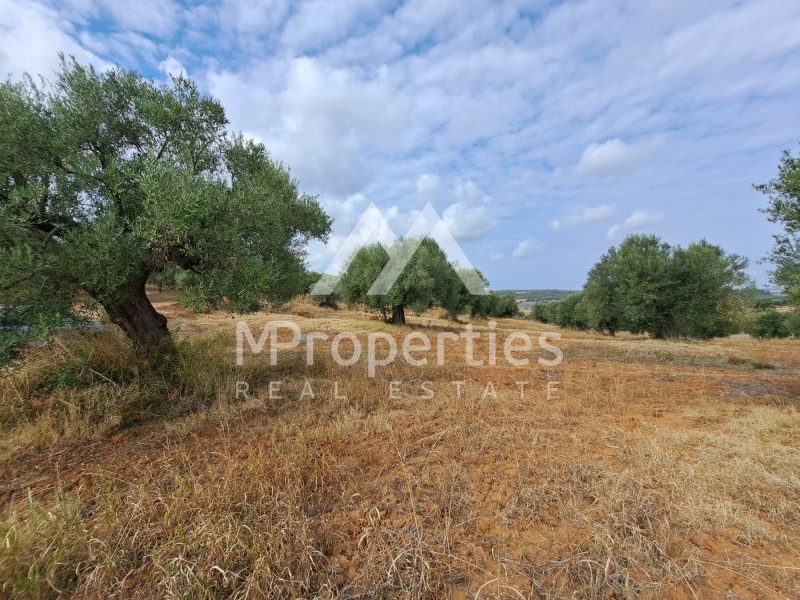 Αγροτεμάχια 11.240 τ.μ. προς πώληση, Άφυτος