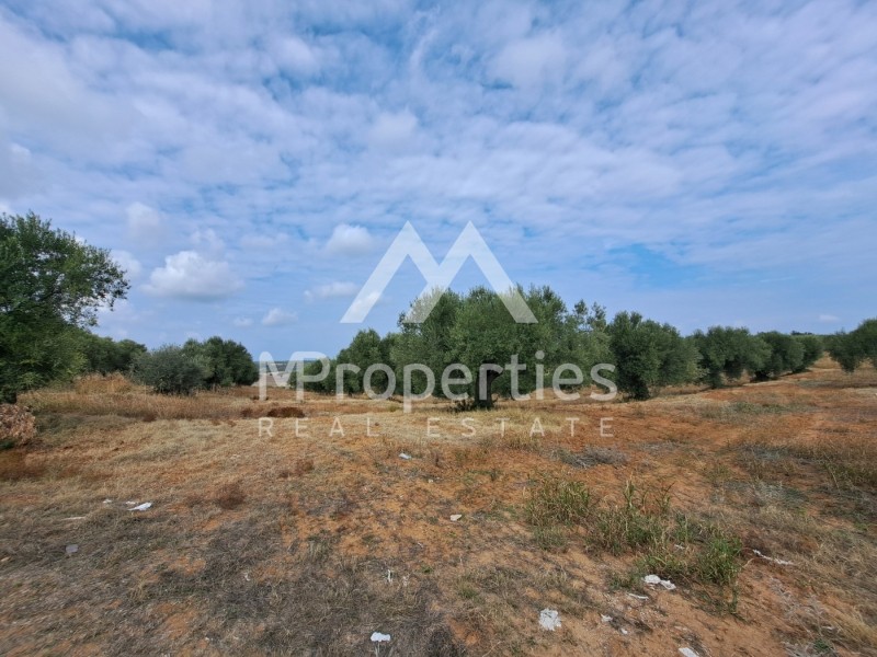 Αγροτεμάχια 11.240 τ.μ. προς πώληση, Άφυτος