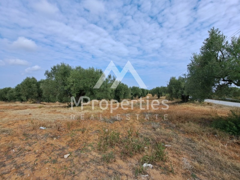 Αγροτεμάχια 11.240 τ.μ. προς πώληση, Άφυτος