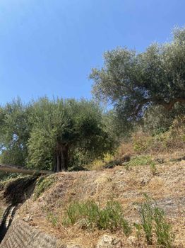 Οικόπεδο 5.330 τ.μ. προς πώληση