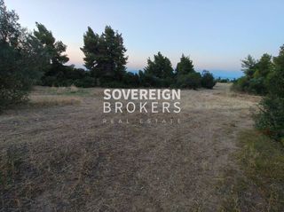 Αγροτεμάχια 11.000 τ.μ. για πώληση