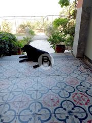 Βίλλα 21.318 τ.μ. για πώληση, Αργολίδα, Ερμιόνη-thumb-15