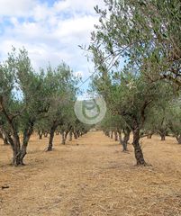 Βίλλα 21.318 τ.μ. για πώληση, Αργολίδα, Ερμιόνη-thumb-21