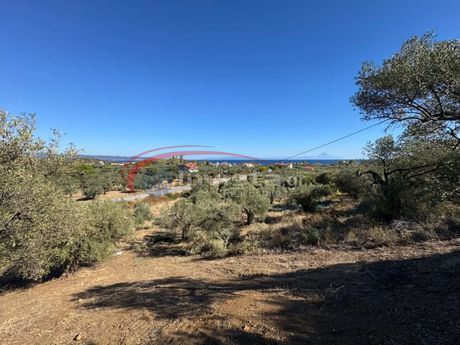 Αγροτεμάχια 1.200τ.μ. για πώληση-Σιθωνία » Φτερωτή