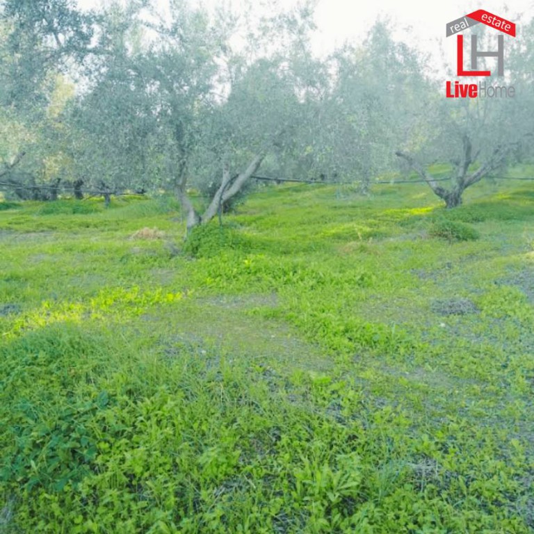 Αγροτεμάχια 5.500 τ.μ. πρός πώληση, Κορινθία, Σικυώνα