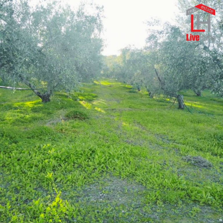 Αγροτεμάχια 5.500 τ.μ. πρός πώληση, Κορινθία, Σικυώνα