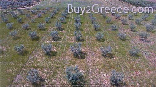 Αγροτεμάχια 10.000 τ.μ. προς πώληση, Πετράλωνα Τρίγλιας