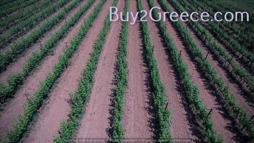 Αγροτεμάχια 10.000 τ.μ. προς πώληση, Πετράλωνα Τρίγλιας