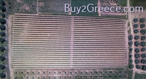 Αγροτεμάχια 10.000 τ.μ. προς πώληση, Πετράλωνα Τρίγλιας