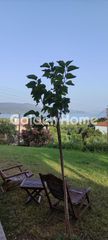 Ξενοδοχείο 400 τ.μ. για πώληση, Μεσσηνία, Μεθώνη-thumb-15