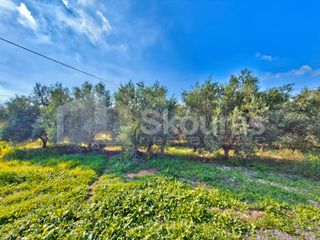 Οικόπεδο 800 τ.μ. για πώληση, Αργολίδα, Άργος-thumb-15