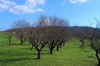 Οικόπεδο 20.000 τ.μ. για πώληση, Εύβοια, Αυλίδα-thumb-4
