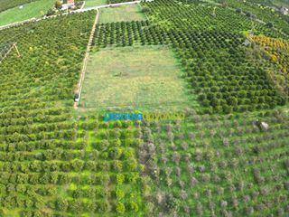 Αγροτεμάχια 12.184,03 τ.μ. για πώληση, Αργολίδα, Άργος-thumb-10