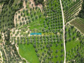 Αγροτεμάχια 8.814,51 τ.μ. για πώληση, Αργολίδα, Κουτσοπόδι-thumb-3