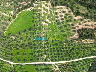 Αγροτεμάχια 8.814,51 τ.μ. για πώληση, Αργολίδα, Κουτσοπόδι-thumb-4