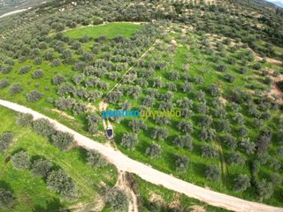 Αγροτεμάχια 8.814,51 τ.μ. για πώληση, Αργολίδα, Κουτσοπόδι-thumb-2