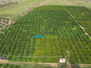Αγροτεμάχια 16.216,78 τ.μ. για πώληση, Αργολίδα, Μυκήνες-thumb-10