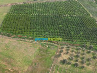 Αγροτεμάχια 16.216,78 τ.μ. για πώληση, Αργολίδα, Μυκήνες-thumb-8