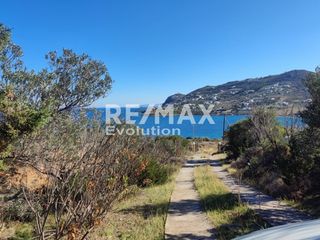 Αγροτεμάχια 4.005 τ.μ. για πώληση