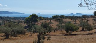 Αγροτεμάχια 4.300 τ.μ. για πώληση