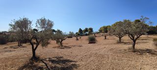 Αγροτεμάχια 4.300 τ.μ. για πώληση, Αργολίδα, Κρανίδι-thumb-7