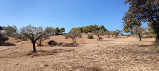 Αγροτεμάχια 4.300 τ.μ. για πώληση, Αργολίδα, Κρανίδι-thumb-10