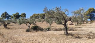 Αγροτεμάχια 4.300 τ.μ. για πώληση, Αργολίδα, Κρανίδι-thumb-11