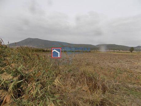 Αγροτεμάχια 7.234 τ.μ. για πώληση