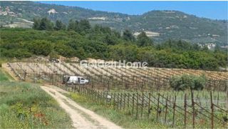 Αγροτεμάχια 20.000 τ.μ. για πώληση