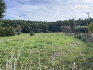 Αγροτεμάχια 16.000 τ.μ. για πώληση