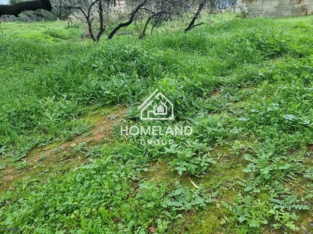 Αγροτεμάχια 1.250 τ.μ. πρός πώληση, Αθήνα - Ανατολικά Προάστια, Γλυκά Νερά