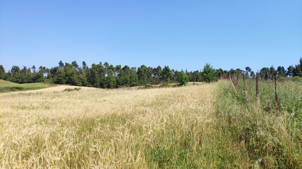 Αγροτεμάχια 10.300 τ.μ. πρός πώληση, Χαλκιδική, Κασσάνδρα