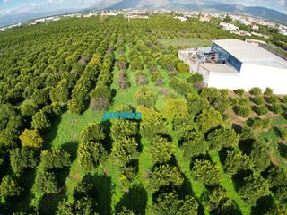 Αγροτεμάχια 6.750 τ.μ. για πώληση, Αργολίδα, Μιδέα-thumb-3