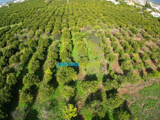 Αγροτεμάχια 6.750 τ.μ. για πώληση, Αργολίδα, Μιδέα-thumb-6