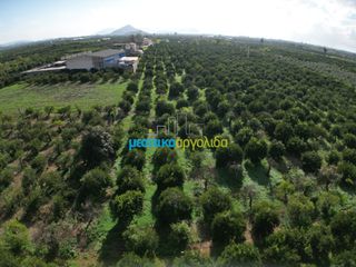 Αγροτεμάχια 6.750 τ.μ. για πώληση, Αργολίδα, Μιδέα-thumb-8
