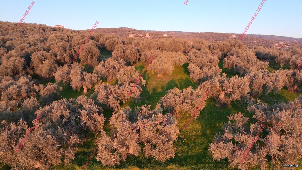 Οικόπεδο 8.500 τ.μ. πρός πώληση, Μαγνησία, Αφέτες