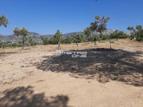 Οικόπεδο 11.000 τ.μ. για πώληση
