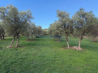Οικόπεδο 1.730 τ.μ. για πώληση