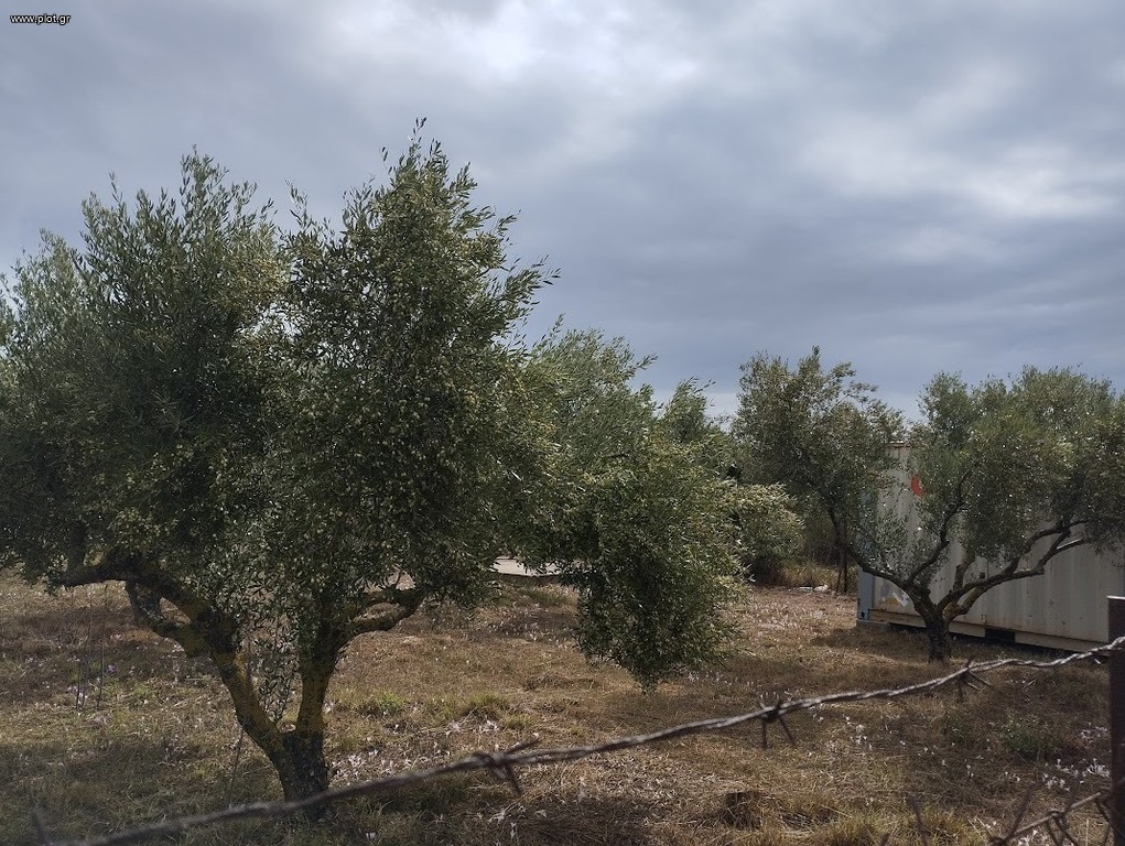 Οικόπεδο 4.005 τ.μ. πρός πώληση, Μεσσηνία, Φιλιατρά