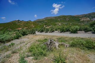 Αγροτεμάχια 8.644 τ.μ. για πώληση
