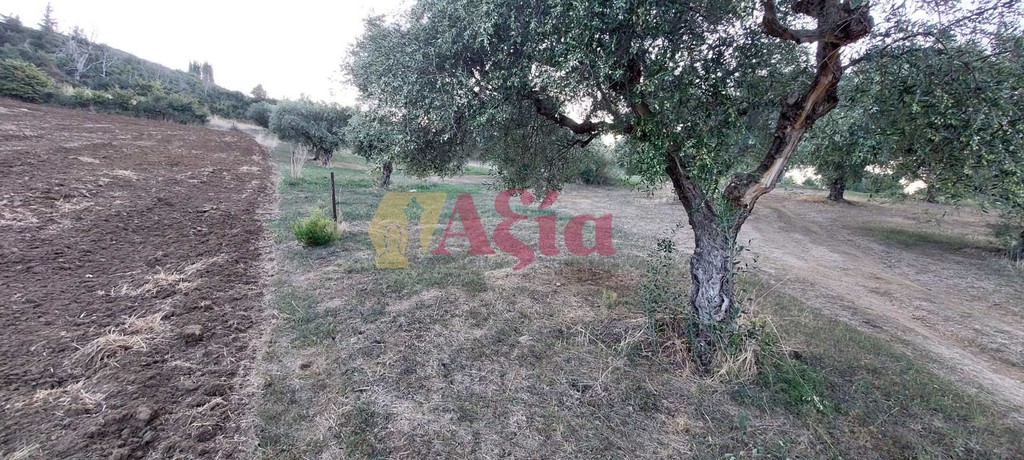Οικόπεδο 13.100 τ.μ. προς πώληση, Ελαιοχώρι Δυτικής Αχαΐας