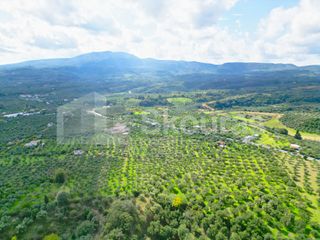 Αγροτεμάχια 15.600 τ.μ. προς πώληση, Πεταλίδι Μεσσηνίας-thumb-8