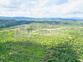 Αγροτεμάχια 15.600 τ.μ. προς πώληση, Πεταλίδι Μεσσηνίας-thumb-7